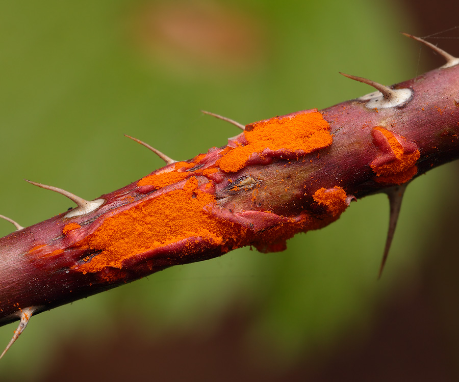 Представитель Семейства Phragmidiaceae